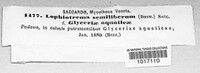 Lophiostoma semiliberum image